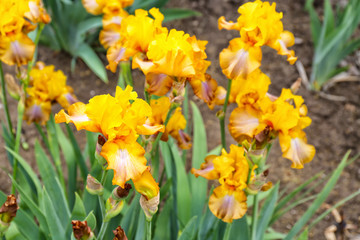 Fototapeta premium Beautiful blossoming irises on spring day outdoors