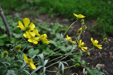 Yellow buttercups close up detail, green meadow grass and brown soil soft bokeh background