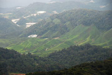 View from the distance of tea plantations in Cameron Highlands, Malaysia