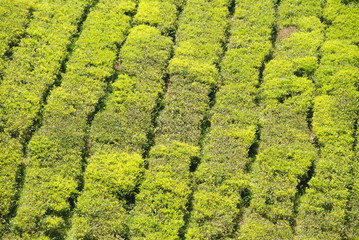 Detail of tea plantations in Cameron Highlands, Malaysia