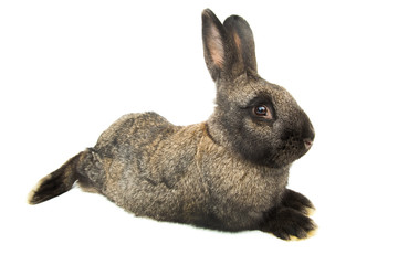 brown rabbit