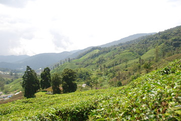 Naklejka na ściany i meble View tea plantations in Cameron Highlands, Malaysia