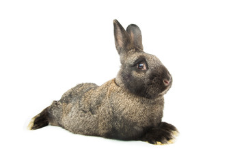brown rabbit
