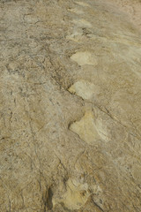 Dinosaur footprints
