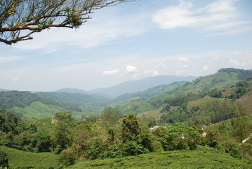 View tea plantations in Cameron Highlands, Malaysia
