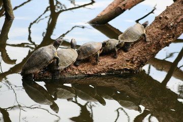 turtles2