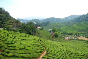 Detail of tea plantations in Cameron Highlands, Malaysia