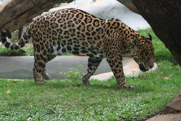 leopard4