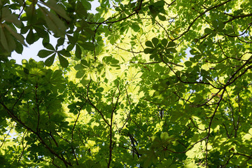 rich green leaves roof of chestnuts 