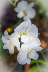 blurred of white orcid for background