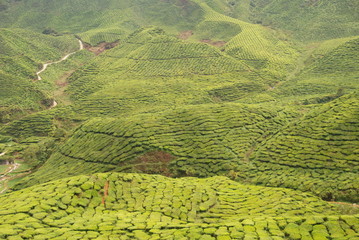 Beautiful tea plantations of Cameron Highlands in Malaysia