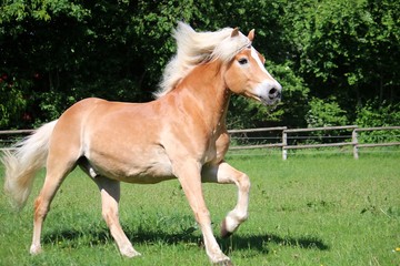 beautiful haflinger horse is running on a paddock in the sunshine
