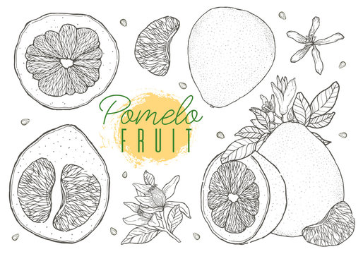 Set vector hand drawn pomelo fruit. Vintage style,Black contour.