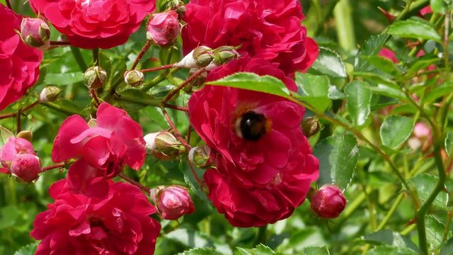 Bumblebee collects nectar from rose bush 4k