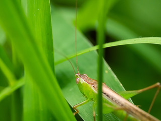  Cricket Insect .