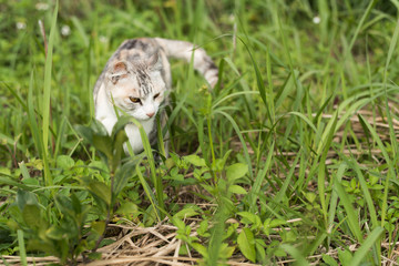 gray cat walk