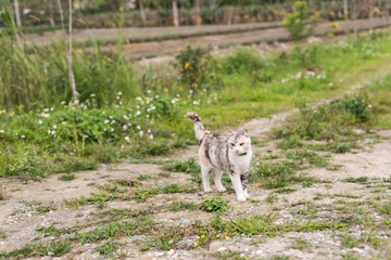 Obraz premium gray cat walk