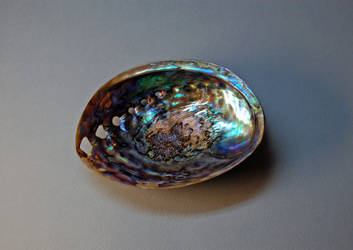 Seashell rainbow abalone, haliotis iris