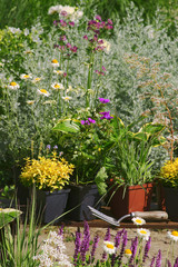 Garden works - planting and care of perennials / Geranium & Molinia & Hosta Queen Josephine & Veronica prostrata Aztec Gold