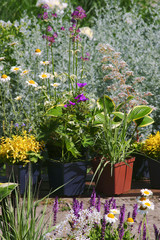 Garden works - planting and care of perennials / Geranium & Molinia & Hosta Queen Josephine & Veronica prostrata Aztec Gold