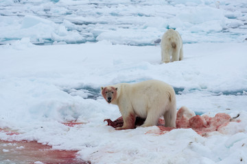 Polar bear of Spitzbergen (Ursus maritimus)