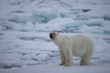 Fototapeta na wymiar Polar bear of Spitzbergen (Ursus maritimus)