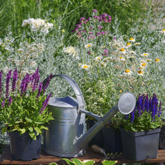 Fototapeta Garden works - planting and care of perennials / Salvia Sensation Deep Rose & Salvia Marcus  obraz