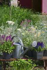 Garden works - planting and care of perennials / Salvia Sensation Deep Rose & Salvia Marcus