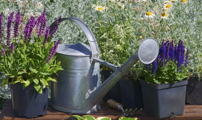 Fototapeta Garden works - planting and care of perennials / Salvia Sensation Deep Rose & Salvia Marcus  obraz