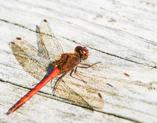 Dragonfly