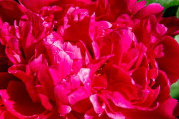 Close-up of beautiful pink peony flower