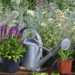 Garden works - planting and care of perennials / Salvia Sensation Deep Rose & Molinia