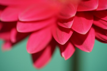 red flower 2