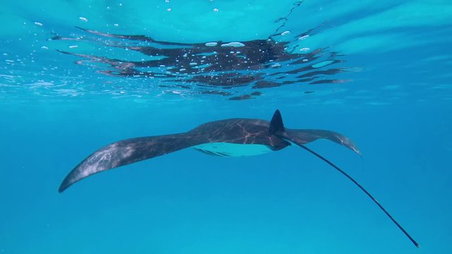 ein gro&szlig;er Mantarochen schwimmt dicht an der Wasseroberfl&auml;che