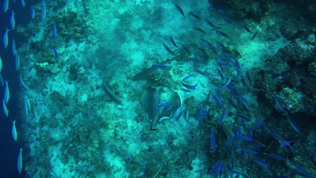 Haie, Füsilier und Blauflossenmakrelen umkreisen einen Stachelrochen