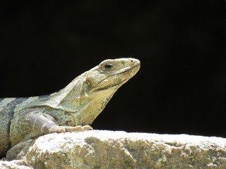 lagarto