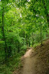 Fototapeta na wymiar Winding path in the woods