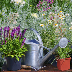 Fototapeta Garden works - planting and care of perennials / Salvia Sensation Deep Rose &  Molinia obraz