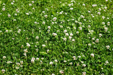 Green plants spring background