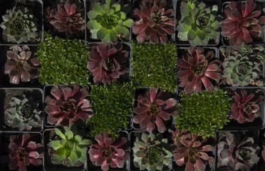 evergreen succulent plants . Floral background. Selling plants in a flower shop. Floral background from multicolored succulents. Wall mural a living wall of evergreen plants.