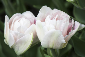 Fototapeta na wymiar Two white-pink tulips