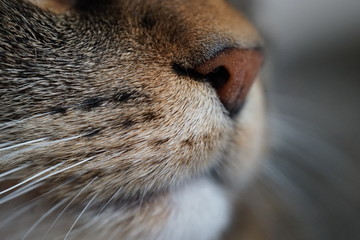 whiskers european shorthair