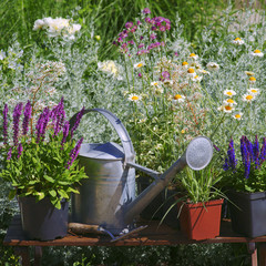 Garden works - planting and care of perennials / Salvia Sensation Deep Rose - obrazy, fototapety, plakaty