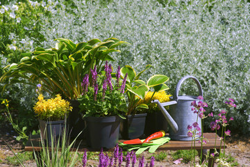Garden works - planting and care of perennials / Salvia Sensation Deep Rose & Hosta Queen Josephine...