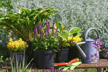 Garden works - planting and care of perennials / Salvia Sensation Deep Rose & Hosta Queen Josephine & Veronica prostrata Aztec Gold
