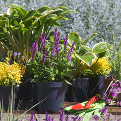 Garden works - planting and care of perennials / Salvia Sensation Deep Rose & Hosta Queen Josephine...