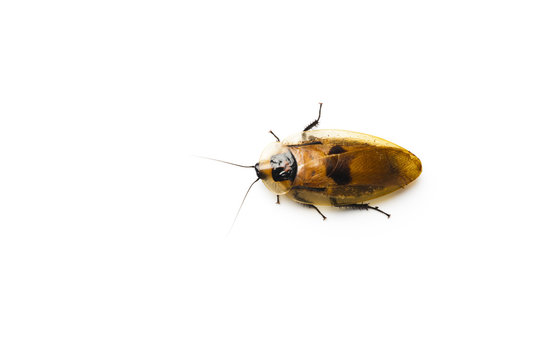 Central American giant cave cockroach. (Blaberus giganteus)