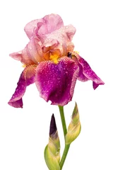 Papier Peint photo Iris fleur d& 39 iris de couleur jaune et violet humide isolé sur fond blanc