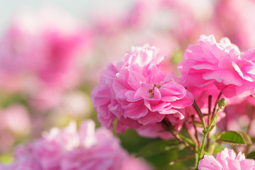 pink rose bush closeup on field background