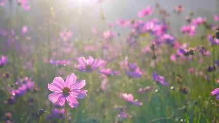 Beautiful pink cosmos flower in garden field are blooming beautifully in the morning light. 4K Resolution